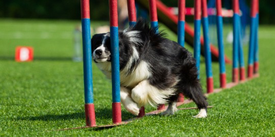 Demo Hundsporthall